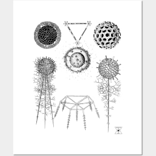 Radiolaria | Sea Creatures Microscopic Animals Posters and Art